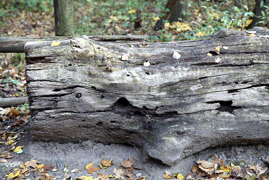 Lobau, Herbst, Baumstamm